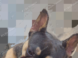 Bruno the frenchie