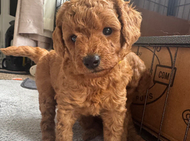 Cockapoo f1b apricot