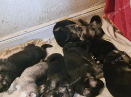 Really Beautiful tri colour German Shepherd puppies.