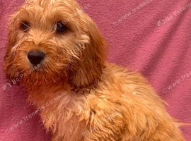 Cockapoo puppies