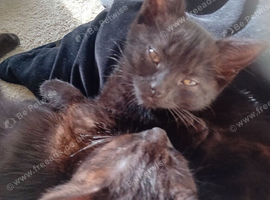 Cute kitten needing a home
