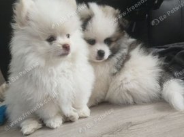 Tiny Teddy Bear Pomeranian Puppies for sale