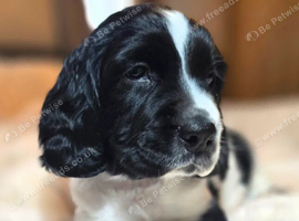 Beautiful English Springer Spaniel Puppies