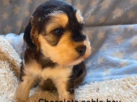 F1 cockapoo