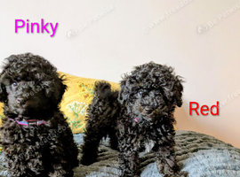 Toy poodle puppies KC reg Fully Vaccinated