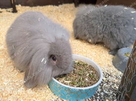 Lop bunnies