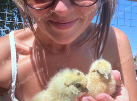 Unsexed silkie chicks
