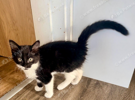 Stunning kittens one male one female