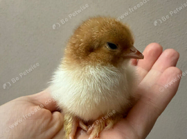 Millie fleur pekin bantams