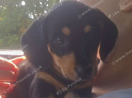 4 female mini dachshund for sale