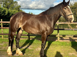 Chocolate Dun Irish Gelding