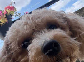 F1 cavapoo available for stud