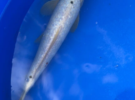 Koi carp 38cm ginrin bekko