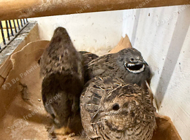 Lovely group of young quail