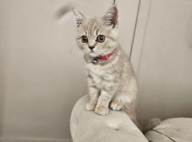 British short hair