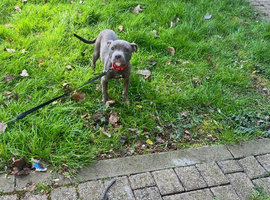 Female blue Staffordshire bullterrier puppy