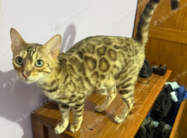 Bengal girls