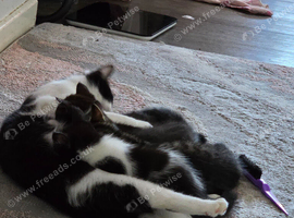 One boy and one girl kitten