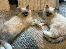 Ragdoll kittens