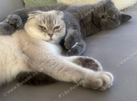 Two beautiful cats for rehoming