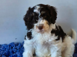 Stunning f1 cockapoo puppys