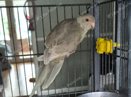Cinnamon kakariki male