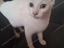 Beautiful 6 month old kitten