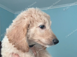Last 2 Mini Goldendoodle puppies