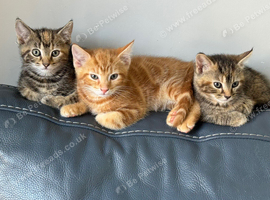 Mixed kittens