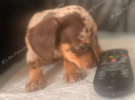 Ready now Chiweenie puppies Minature dachshund x chihuahua