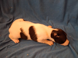 REGISTERED WHIPPET PUPS IN LINCOLNSHIRE
