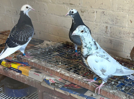 Healthy Colourful Racing Pigeons