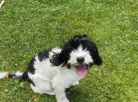6 month old Cockapoo for sale