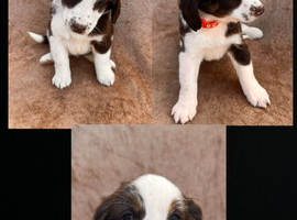 Cocker spaniel puppies
