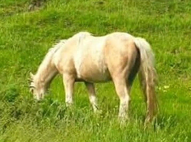 Stunning palomino 2 year old filly 4 whites