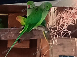 Lovely Ringnecks