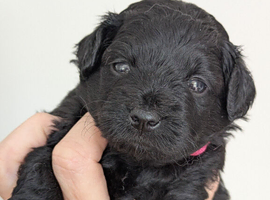 Gorgeous litter of F1 Pomapoo
