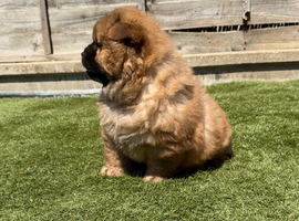 KC registered adorable chow chow puppies