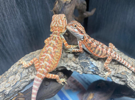 Red Monster x Lemon Bearded Dragons at Birmingham Reptiles