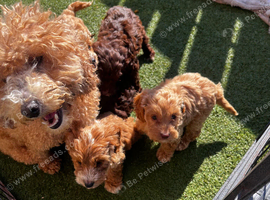 Cockapoo puppies