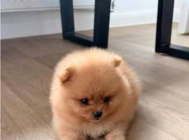 Champion Line Bear Type Poms