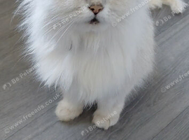 Chinchilla persian
