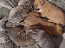 Bull x whippet puppies