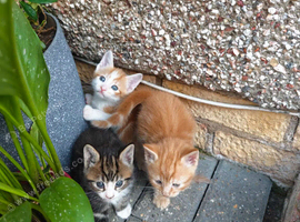 Kittens