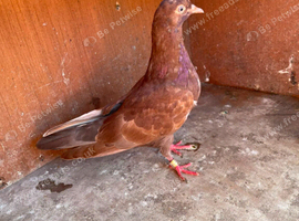 2 red pigeons