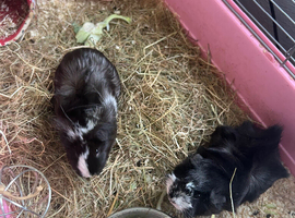 2 guinea pigs