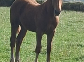 Chestnut colt looking for new home