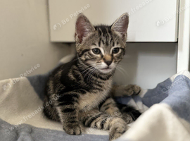 Adorable Kitten Tabby Girl &ndash; 11 Weeks Ready Now for Her Forever Home