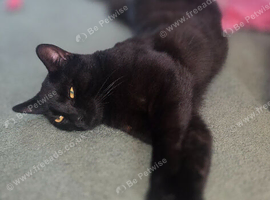 Male Kitten looking for a new home