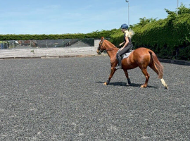 Ex polo pony